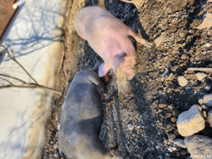 porci pietran