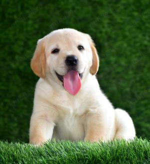 Catei Labrador Retriever - Cumpără în condiții de legalitate și siguranță