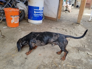 Tekel arlechin mascul