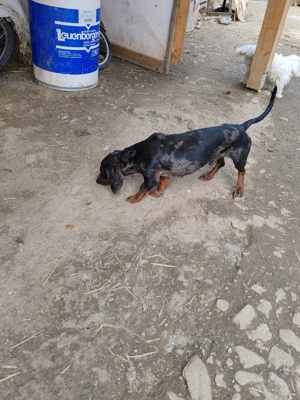 Tekel arlechin mascul  - imagine 2 Tekel arlechin mascul  - imagine 2