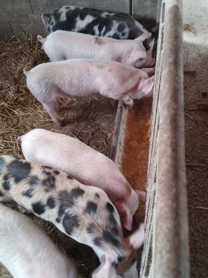 Purcei de 8 săptămâni, Valea Largă, jud. Mureș