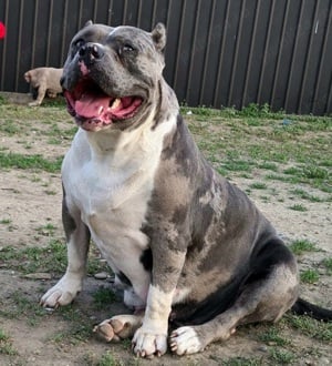 Femela American bully xl