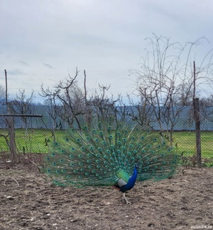 Vand  pauni  - imagine 2