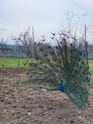 Vand  pauni  - imagine 3