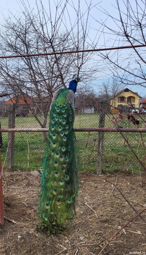 Vand  pauni  - imagine 4