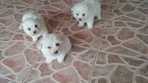 Bichon Havanez