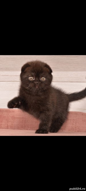 scottish fold ciocolata neagra!!!