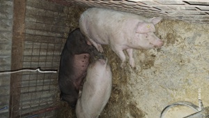 Porci sacrificat durok 