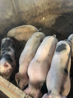 Porci de vânzare de la 80 până la 250 kg  - imagine 3 Porci de vânzare de la 80 până la 250 kg  - imagine 3