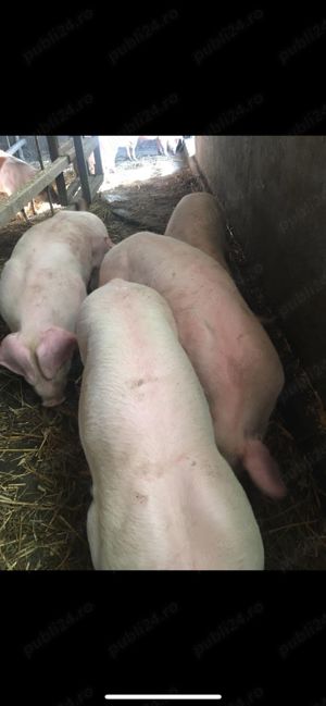 Purcei și porci mari de vânzare 