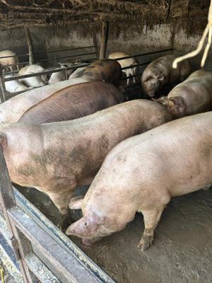 Porci de vânzare de la 80 până la 250 kg 