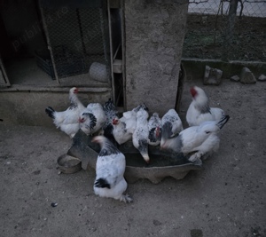 Găini brahma un cocos și 2 Găini 200lei
