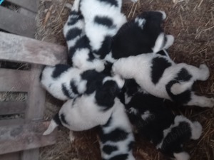 Catai ciobanesc de bucovina 