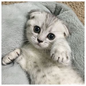 scottish fold chinchila silver!!!