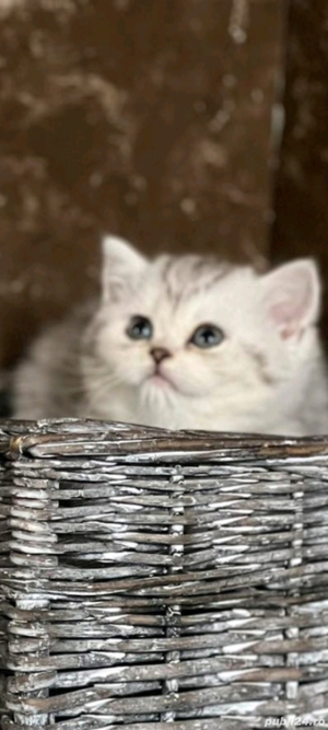 British Shorthair chinchila!!!