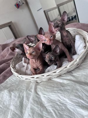 Sfinx de vânzare 