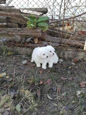 Bichoni maltez deosebiți