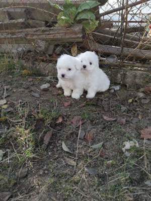 Bichoni maltez deosebiți - imagine 2 Bichoni maltez deosebiți - imagine 2