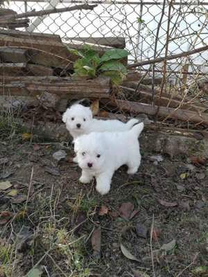 Bichoni maltez deosebiți - imagine 3 Bichoni maltez deosebiți - imagine 3