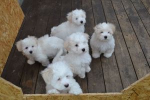 cotton de tulear