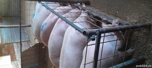 de vanzare porci de carne 