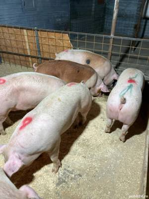 de vanzare porci de carne 