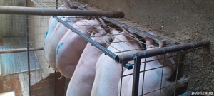 de vanzare porci de carne  - imagine 3