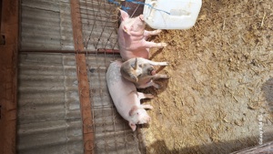 Porci landras și durok pt sacrificat 