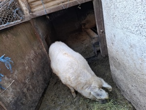 Vand porci rasa  mangalita blond.