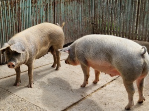 Porci de vânzare 