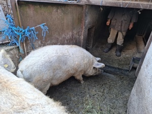 Vand porci rasa  mangalita blond. - imagine 2