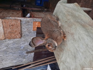 Iepuri Uriaș German - imagine 4