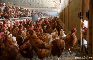 Buna ziua dragi nostri clienti:  Prima serie pe acest an. Găini Isa Brawn de ouă seria 1 vârsta 8 lu - imagine 3