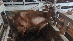 Capra Alpina Franceza