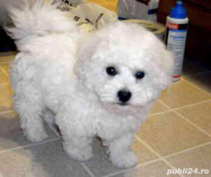 bichon frize alb 2 luni