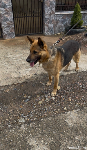 Catei ciobanesc german  - imagine 2 Catei ciobanesc german  - imagine 2