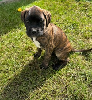 Cățeluș Boxer tigrat   își caută o familie iubitoare