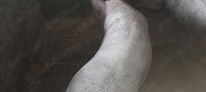 Porc pietrar  marele alb - imagine 3