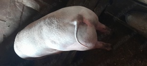 Porc pietrar  marele alb - imagine 2