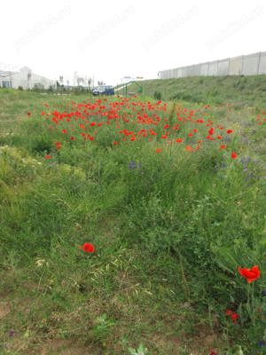 Vând teren intravilan în Milcov Deal - imagine 7