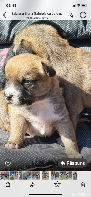 Catelusi in varsta de 2 luni pentru adoptie