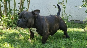 American Bully Exotic - imagine 2