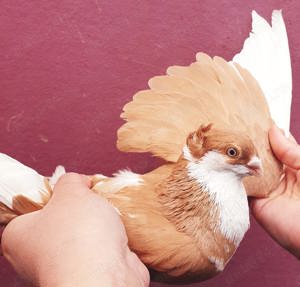 Porumbei: zburători de Belgrad, zburători de Severin, Gălăteni  - imagine 5