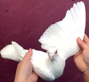 Porumbei: zburători de Belgrad, zburători de Severin, Gălăteni  - imagine 4