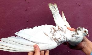 Porumbei: zburători de Belgrad, zburători de Severin, Gălăteni  - imagine 3