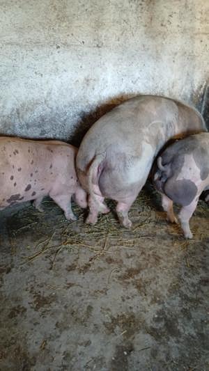 porci si purcei  landras, marele alb, pietrean, marele alb - imagine 2