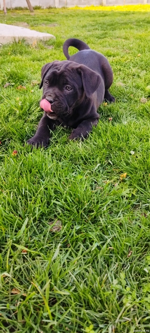 Cane corso