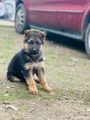 Pui ciobanesc german