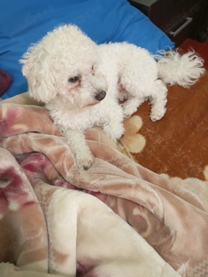 Caut mireasa doar bichon alb  - imagine 2 Caut mireasa doar bichon alb  - imagine 2