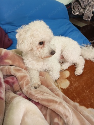 Caut mireasa doar bichon alb 